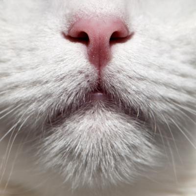 Perché si rifanno le unghie sui mobili di casa?