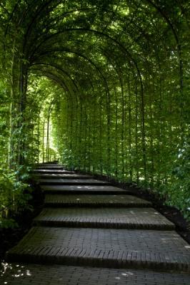  Un bellissimo tunnel nel verde