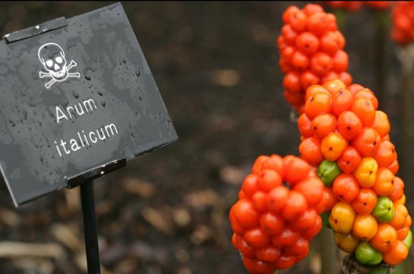 Arum Italicum