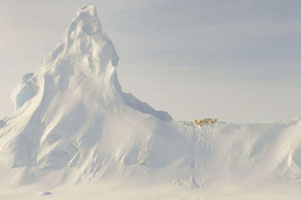 "Orsi sull'iceberg" di John Rollins