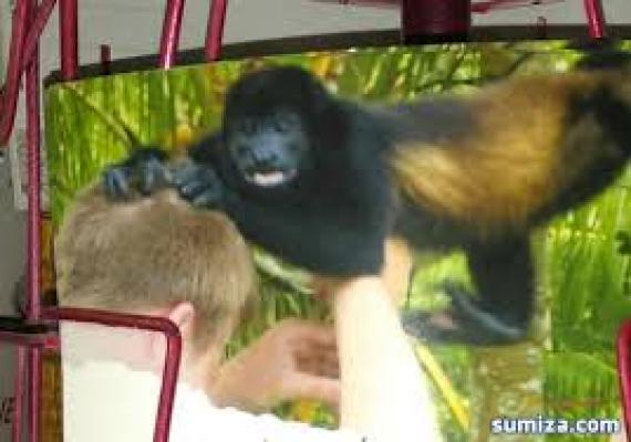 Una tranquilla gita allo zoo