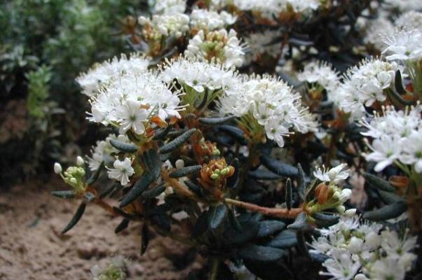 Ledum Palustre