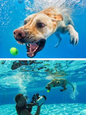 Il cane sott’acqua.