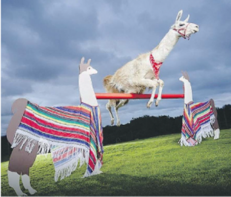 Il salto più alto di un lama