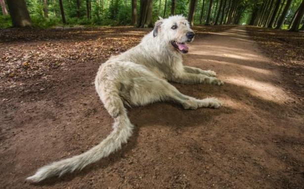 Il cane con la coda più lunga