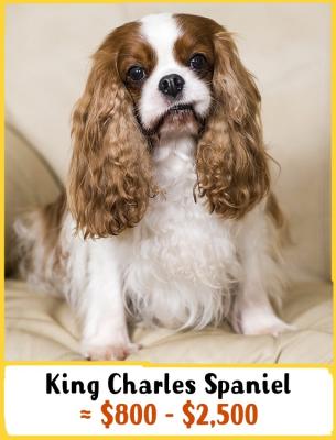 King Charles Spaniel