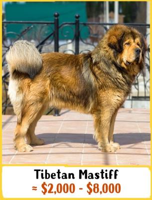 Mastino tibetano