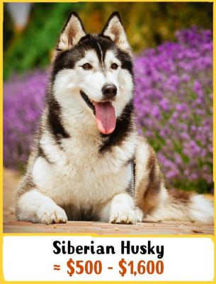 Siberian Husky