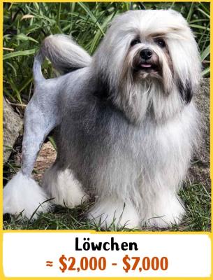 Löwchen