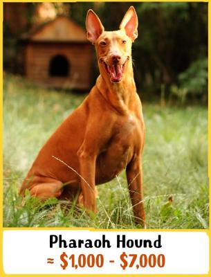 Pharaoh Hound