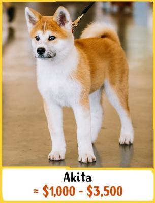 Akita
