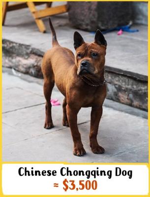 Chinese Chongquing Dog