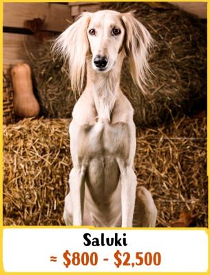Saluki