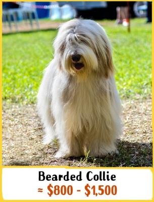 Bearded Collie
