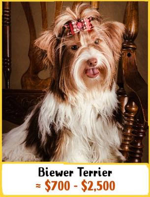Biewer Terrier
