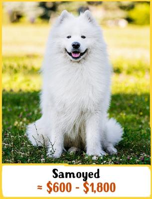 Samoiedo