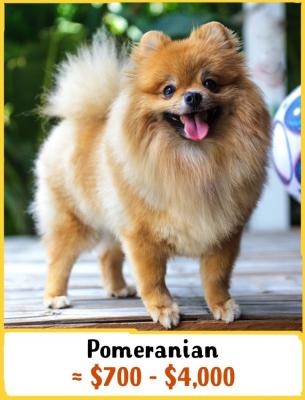 Pomeranian