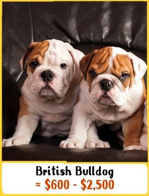 British Bulldog