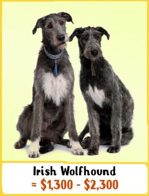 Irish Wolfhoung