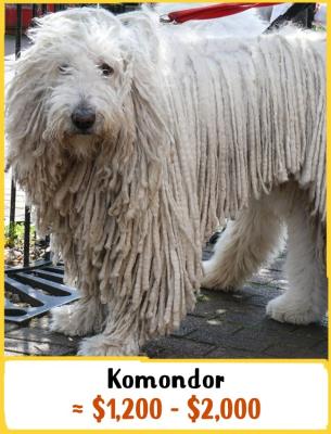 Komondor