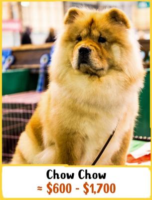 Chow Chow