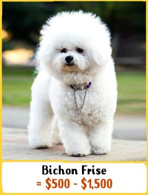 Bichon Frise