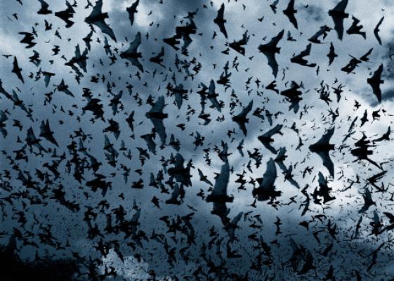 2. I pipistrelli