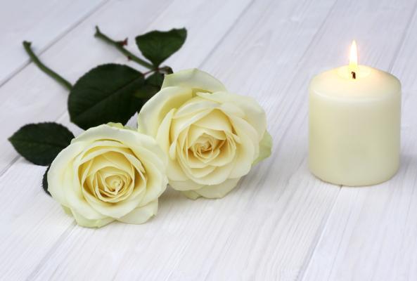Rosa bianca