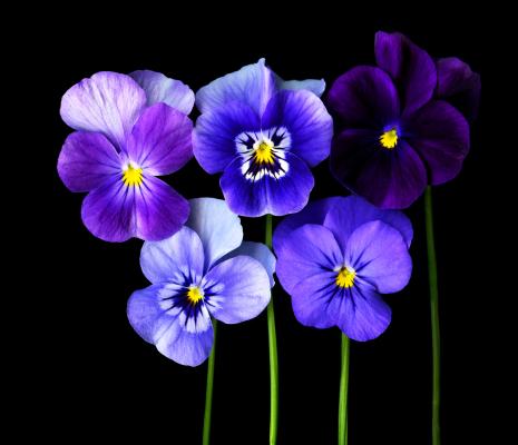 Viola mammola