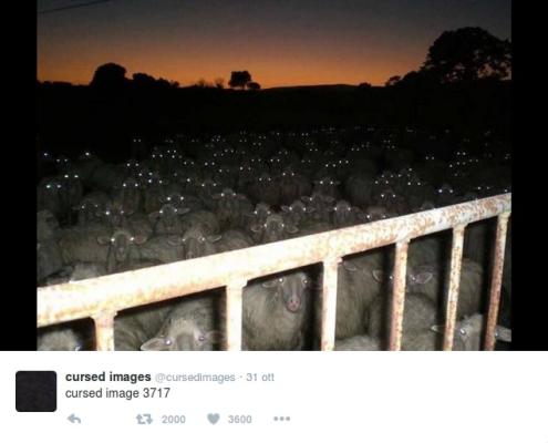 Gregge al tramonto