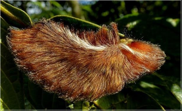  Certi bruchi sembra che abbiano un cappottino