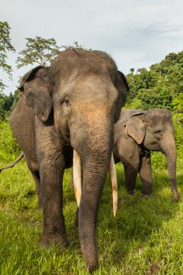 1) Elefante di Sumatra