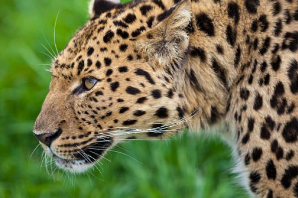 2) Leopardo di Amur