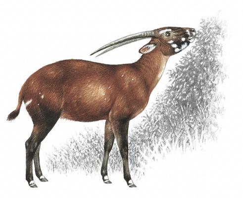 3) Saola