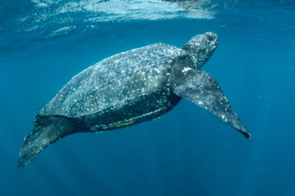 4) Tartaruga liuto