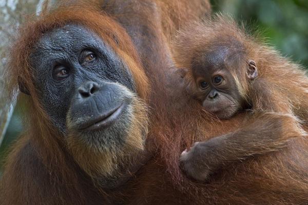7) Orango di Sumatra