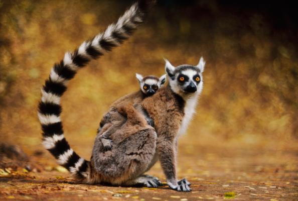 8) Lemure del Madagascar