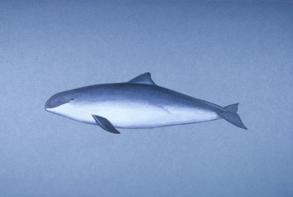 9) Vaquita