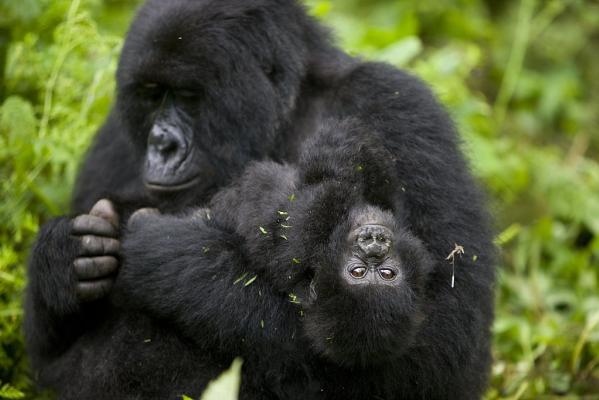 10) Gorilla di montagna