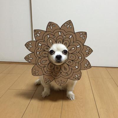 Cane-fiore