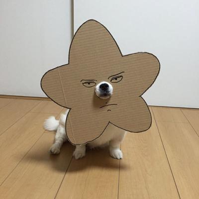 Contrariato