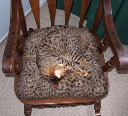 L'arte di mimetizzarsi. Qui il pelo del gatto è uguale alla sedia
