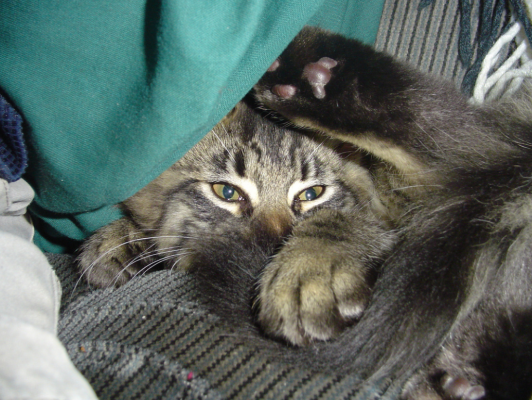 Stavolta il gatto sembra sia stato sorpreso in flagrante