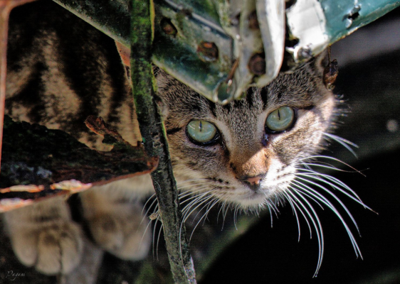 n bellissimo sguardo di un gatto mezzo mimetizzato