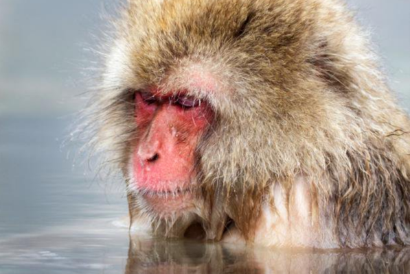 Il macaco giapponese