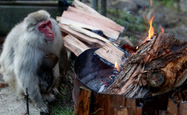 Un macaco alla ricerca di un po' di calore