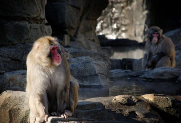 "Macaco dalla faccia rossa"