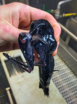 7. Pesce drago o pesce mandibola?