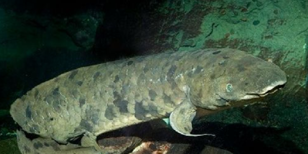 8. Grandadd: una vita in acquario