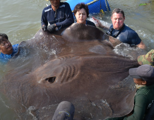 9. Una razza thailandese enorme